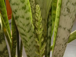 Plantas de interior - Sansevieria trifasciata