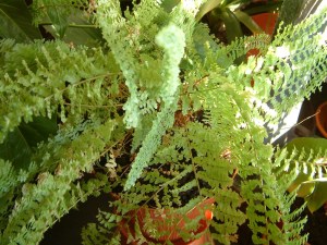 Plantas de interior - Nephrolepis exaltata