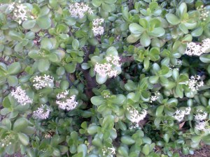 Plantas de interior - Crassula ovata