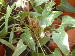 Plantas de interior: Anthurium andreanum
